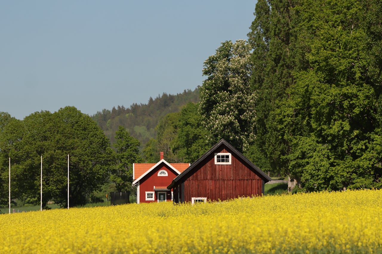 Picturesque red farmhouse in a lush green landscape with vibrant yellow fields in Sweden.